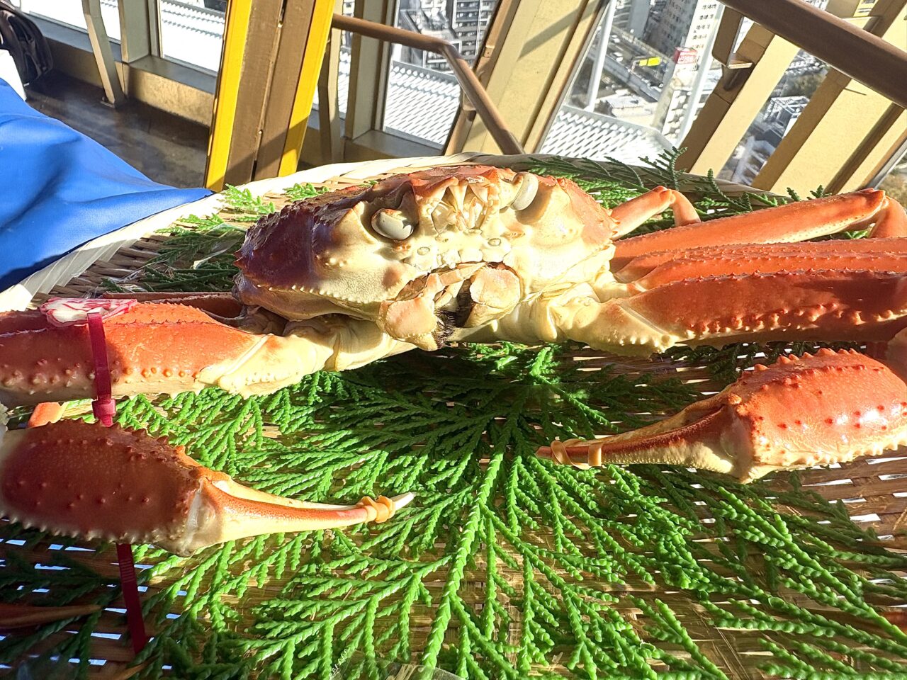 【大阪市浪速区】“爪天閣”にカニ到来！ 11/20、鳥取県知事が特大松葉ガニを通天閣のビリケンさんへ奉納、企業版ふるさと納税の感謝状も手渡し