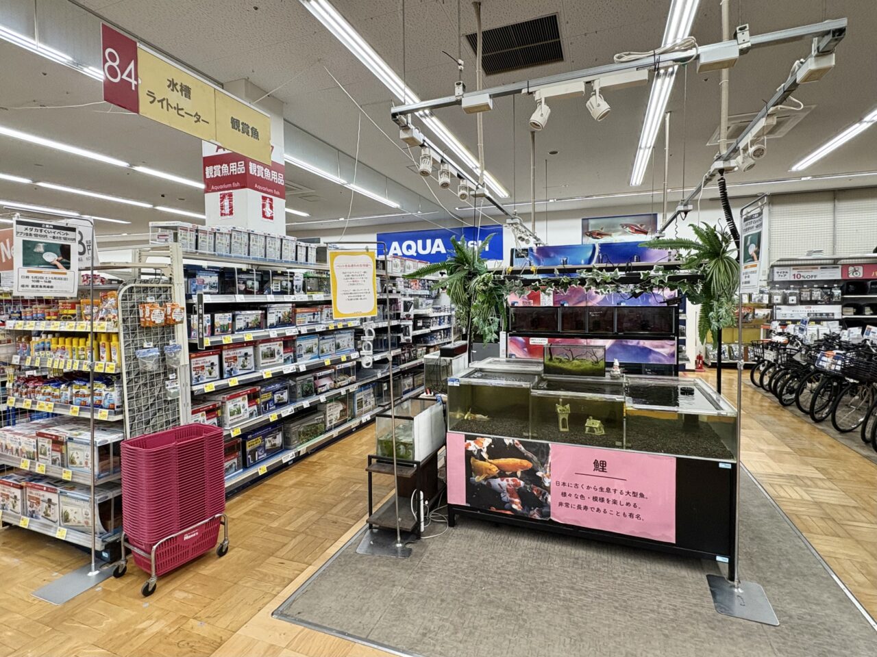 島忠ホームズ南津守店で、GW期間中にメダカすくいやかぶと虫の幼虫を掘り出す体験会など開催されます