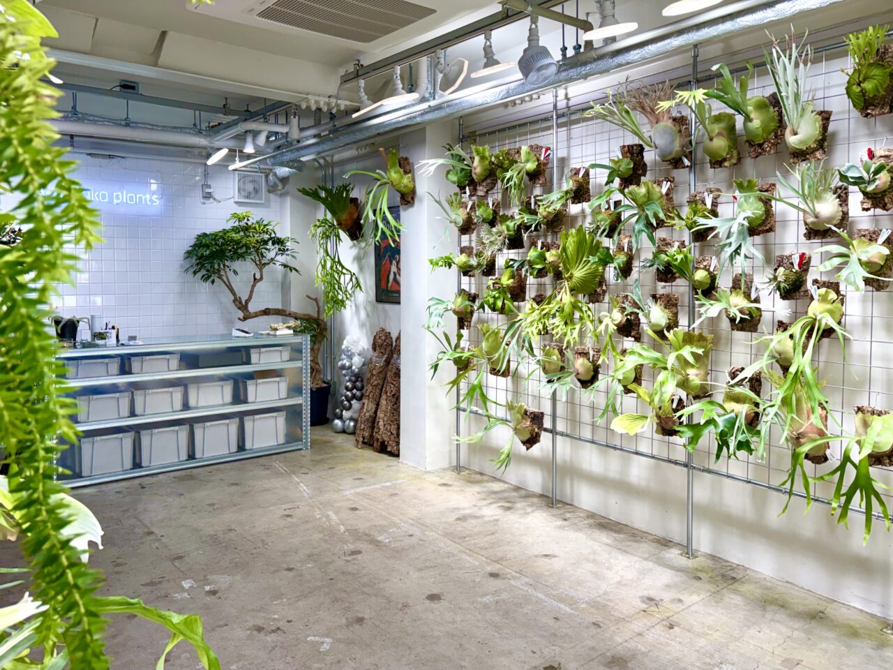 植物好き必見！話題のビカクシダ専門店「vandaka plants OSAKA」が桜川にオープンしています