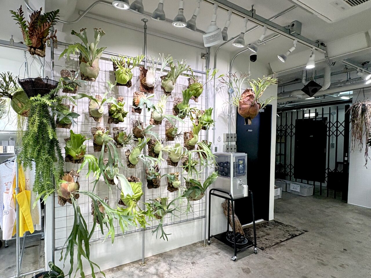 植物好き必見！話題のビカクシダ専門店「vandaka plants OSAKA」が桜川にオープンしています