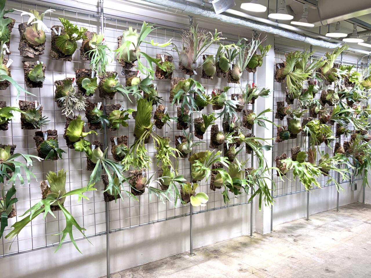 植物好き必見！話題のビカクシダ専門店「vandaka plants OSAKA」が桜川にオープンしています
