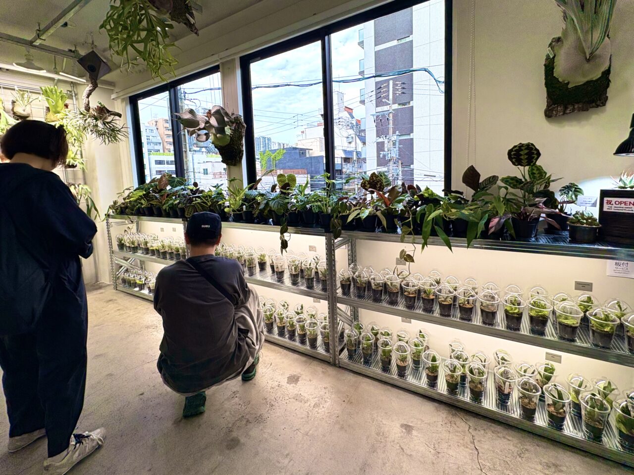 植物好き必見！話題のビカクシダ専門店「vandaka plants OSAKA」が桜川にオープンしています