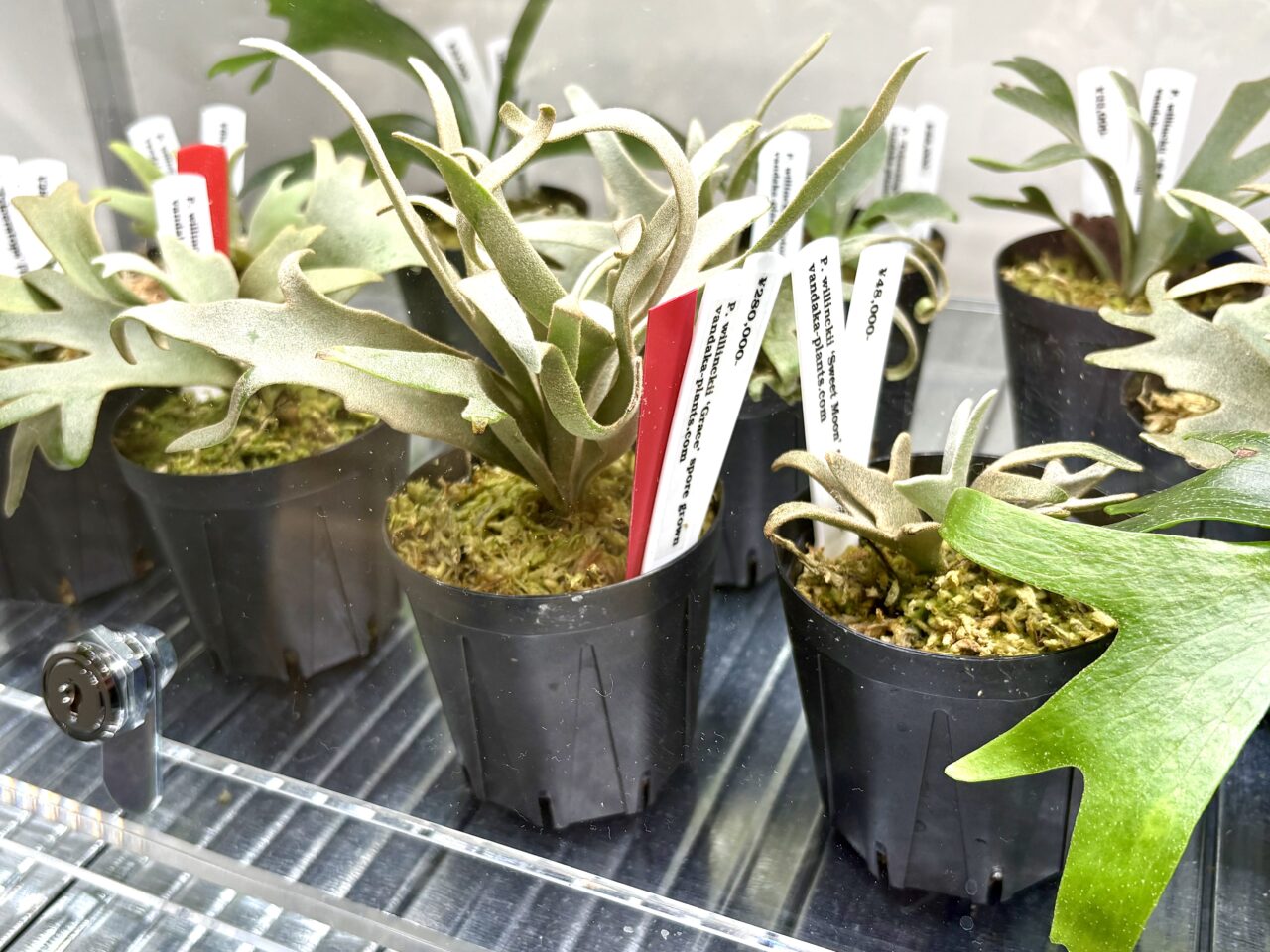 植物好き必見！話題のビカクシダ専門店「vandaka plants OSAKA」が桜川にオープンしています