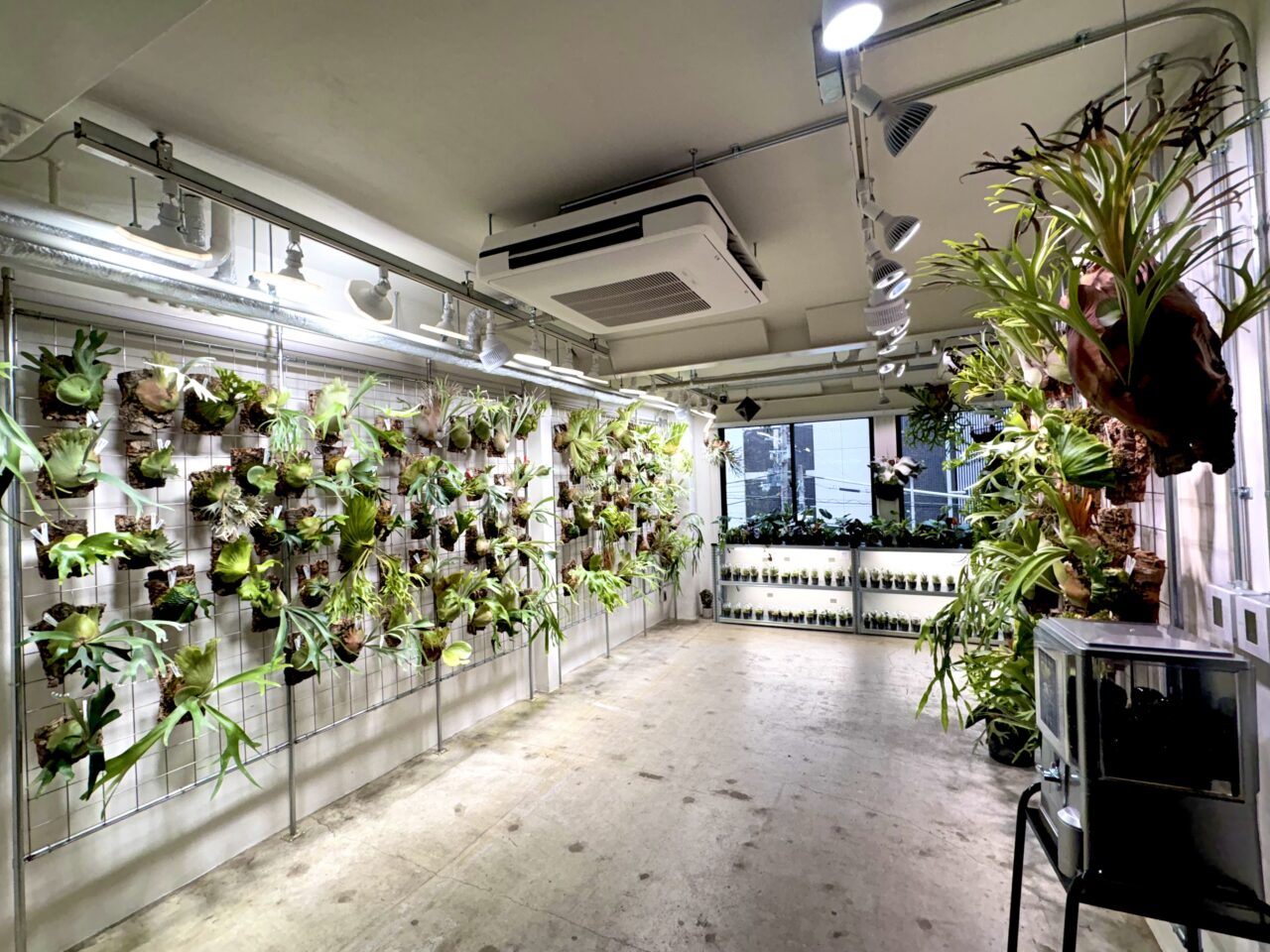 植物好き必見！話題のビカクシダ専門店「vandaka plants OSAKA」が桜川にオープンしています
