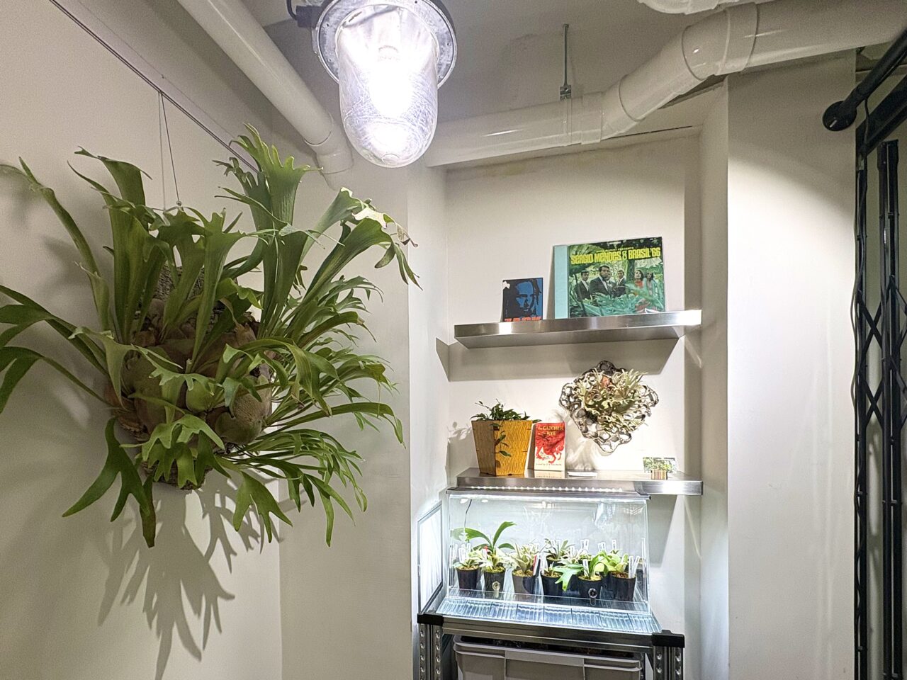 植物好き必見！話題のビカクシダ専門店「vandaka plants OSAKA」が桜川にオープンしています