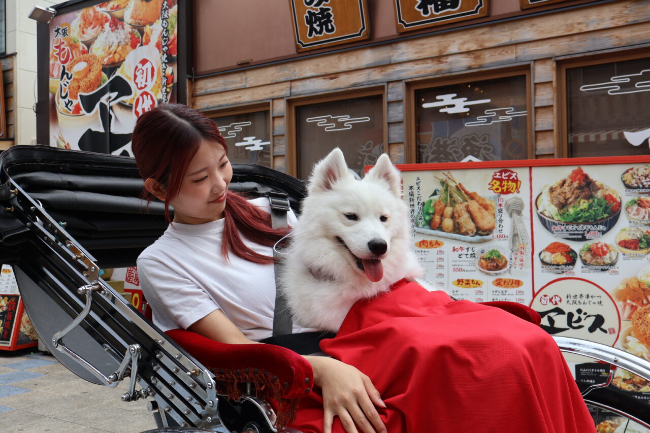 サモエド犬と一緒に人力車で新世界を観光！ もふもふの蘭ちゃんと巡る特別な街めぐりが楽しめます